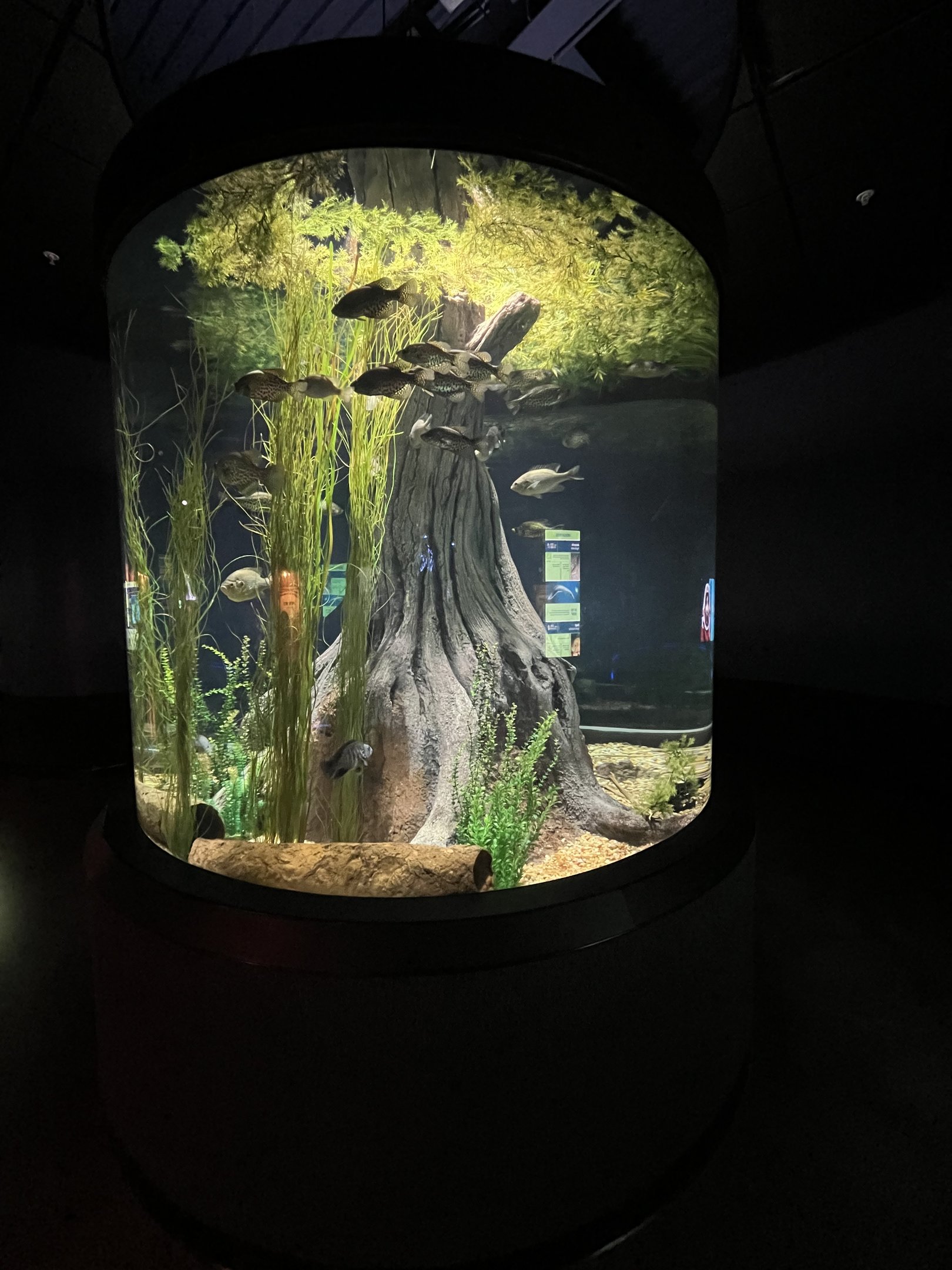 American Eel/Bluegill Exhibit