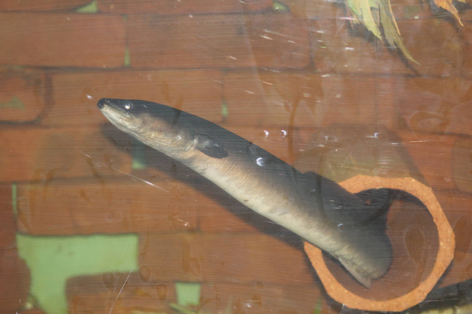 American Eel