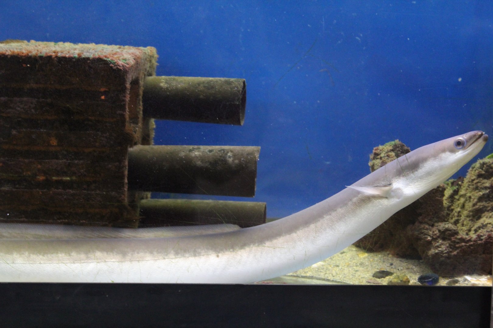 American Eel