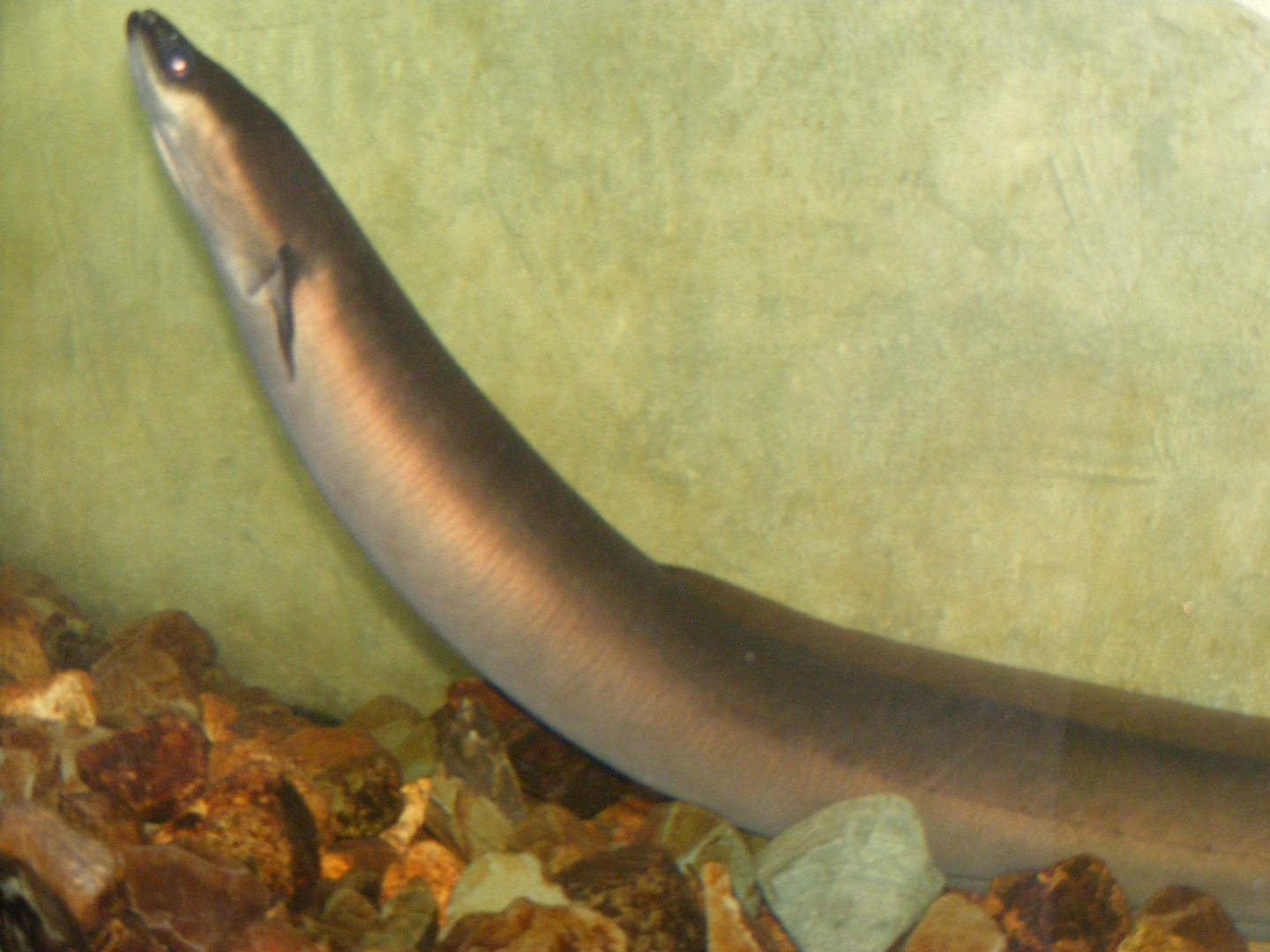 American Eel