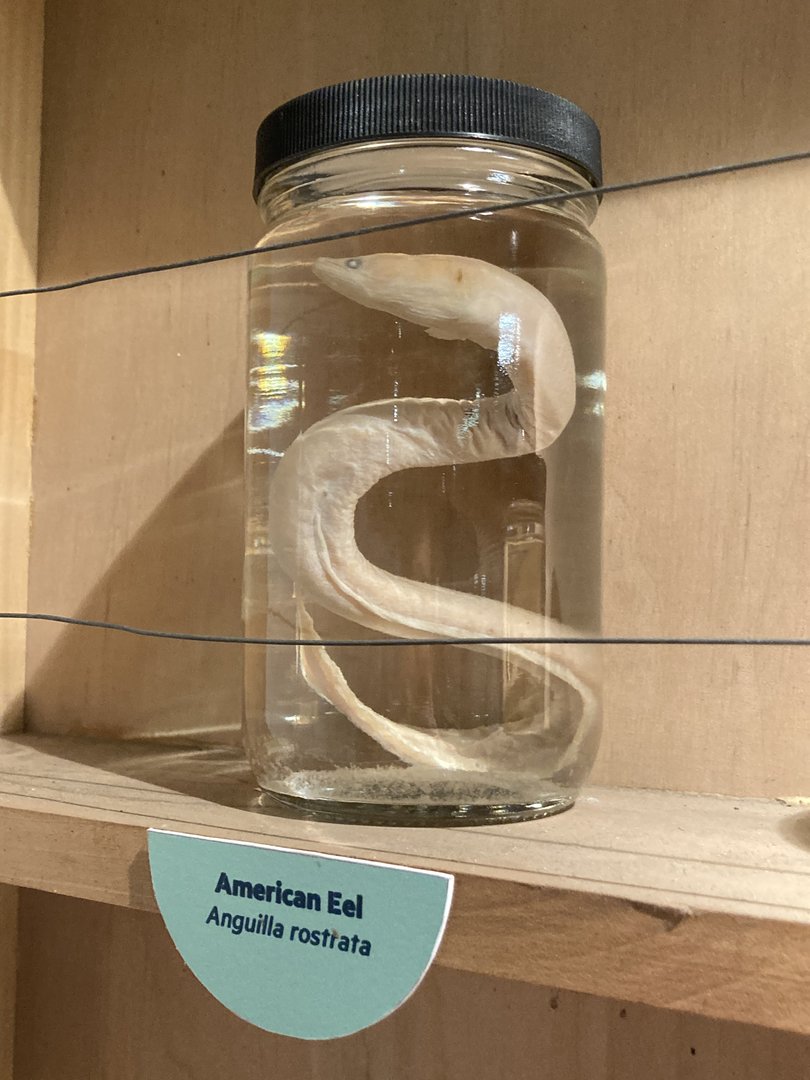 American Eel