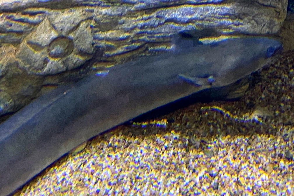 American Eel