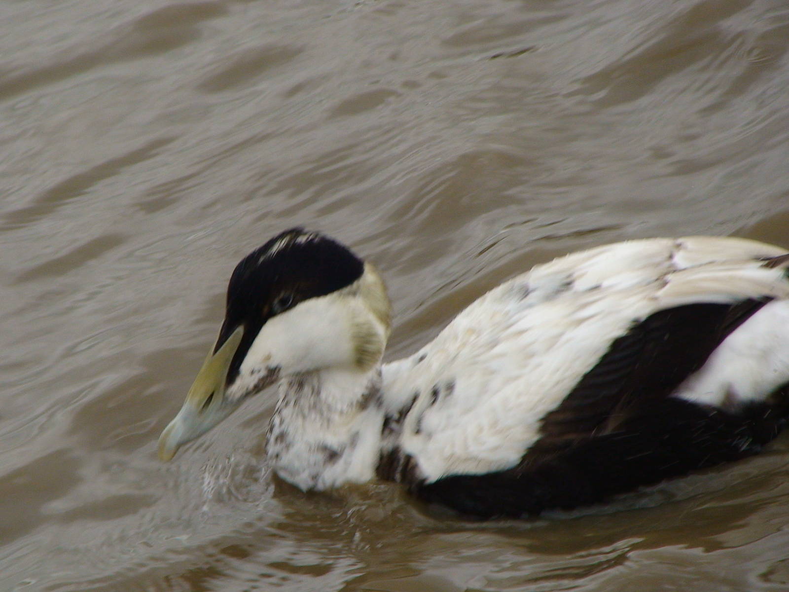 American eider