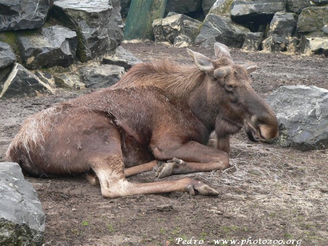 American elk (Alces alces americanus)