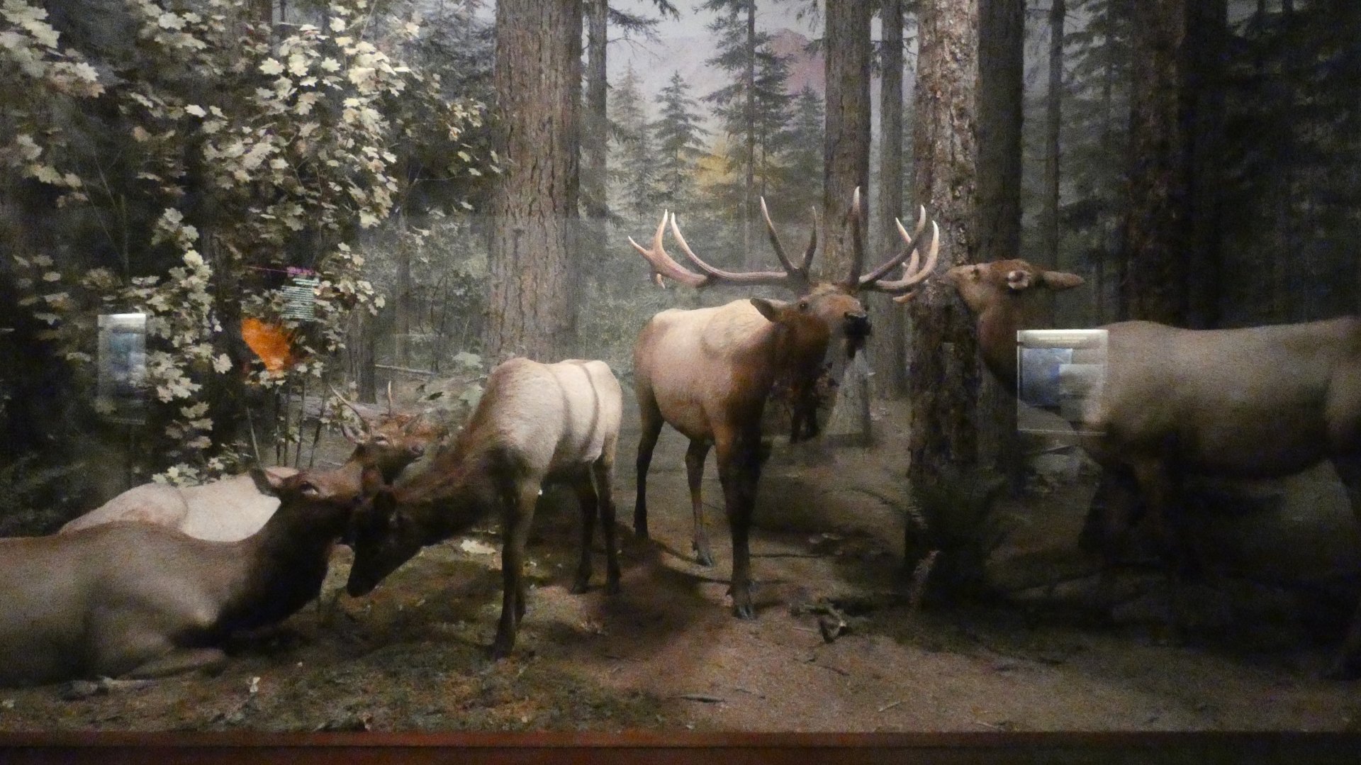 American Elk, American Wilderness Display - Feb. 2022
