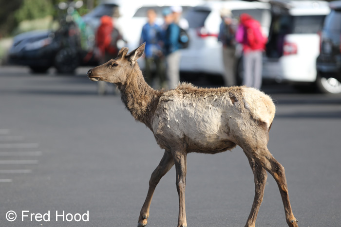 American elk and tourists