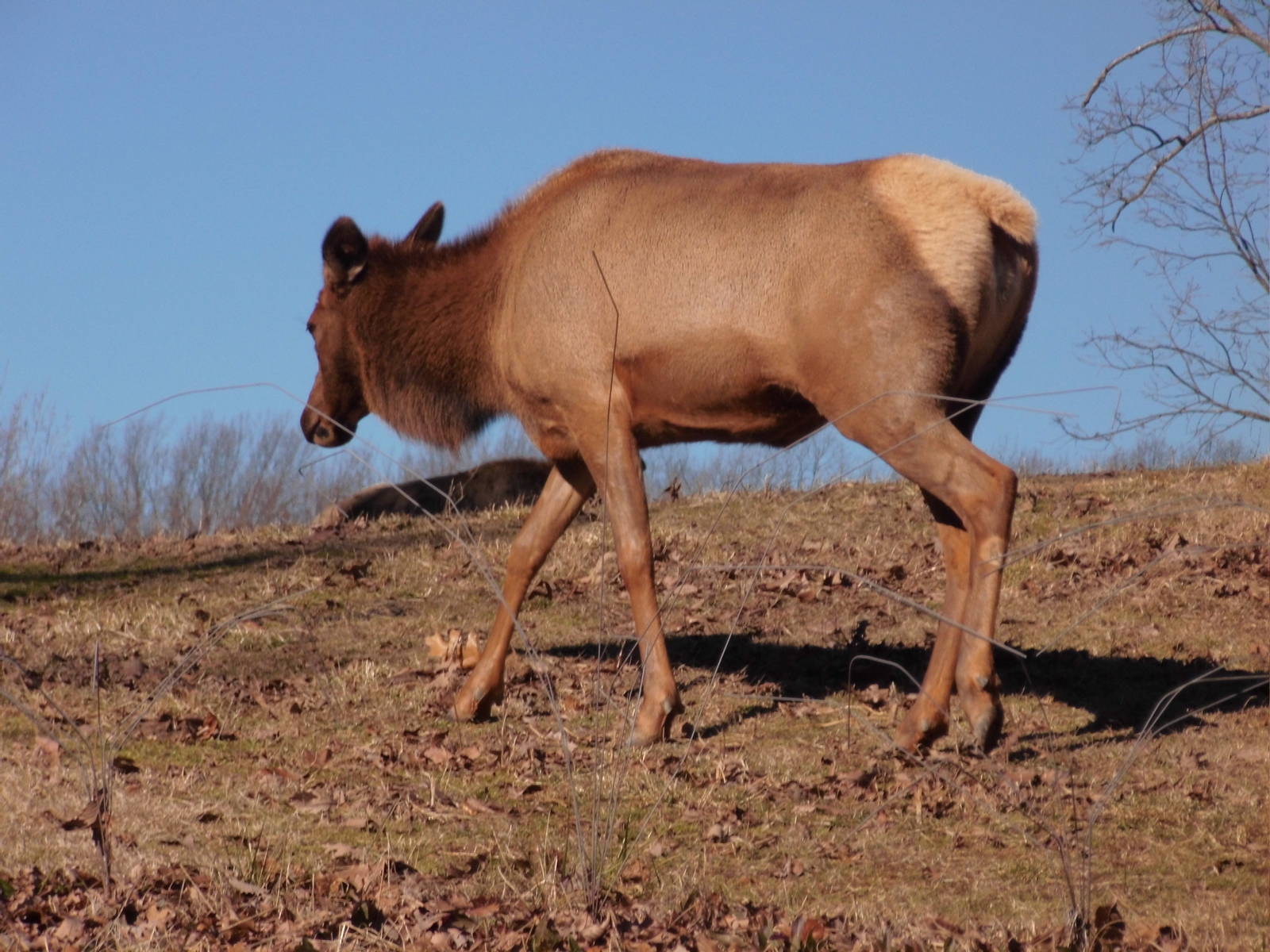 American elk at North carolina zoo zoo 2015-1-19