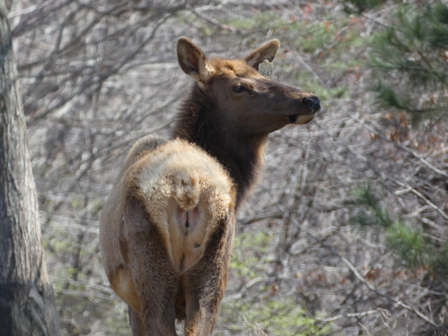 American Elk at the North Carolina Zoo