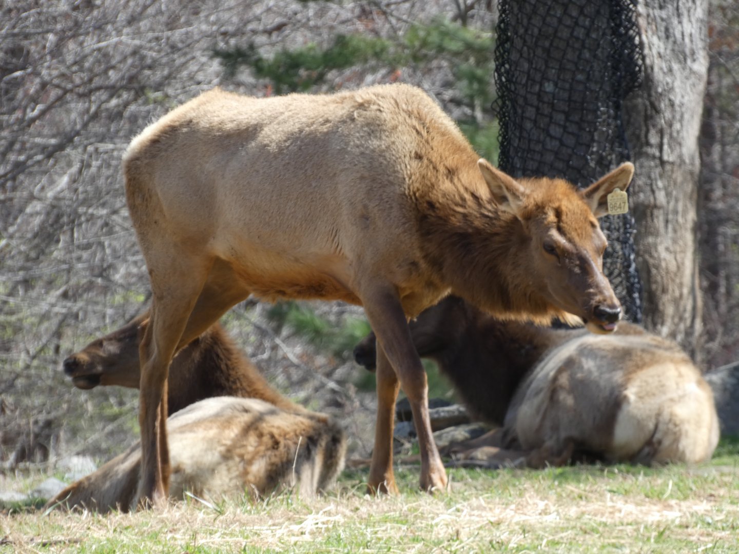 American Elk at the North Carolina Zoo