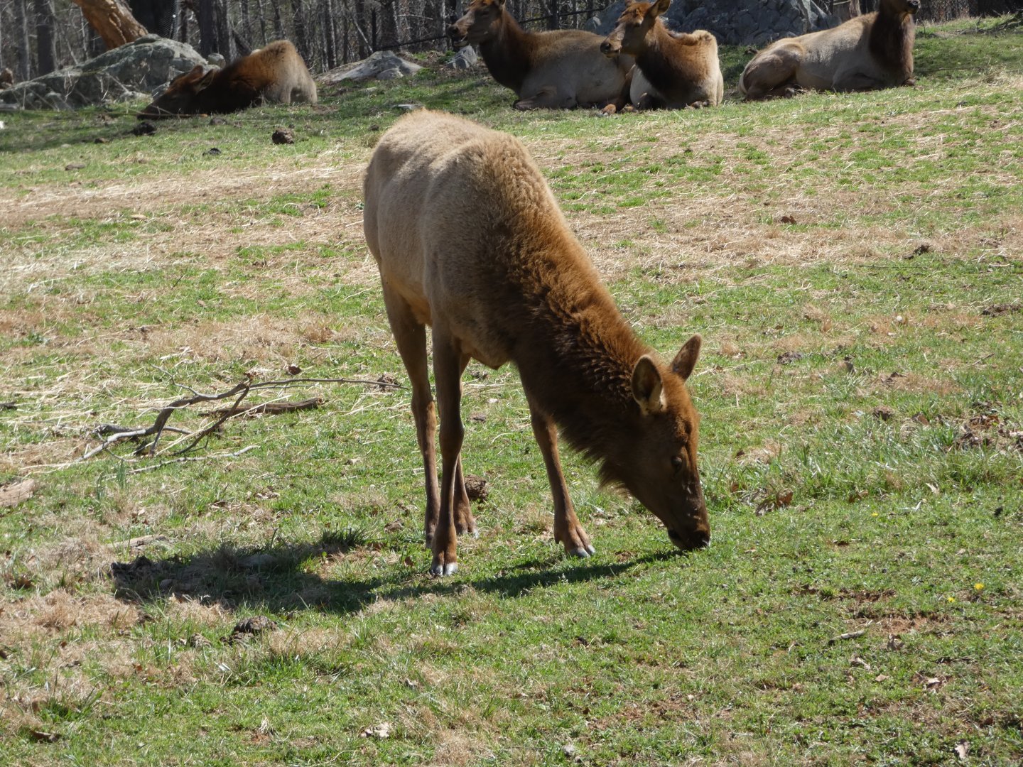 American Elk at the North Carolina Zoo