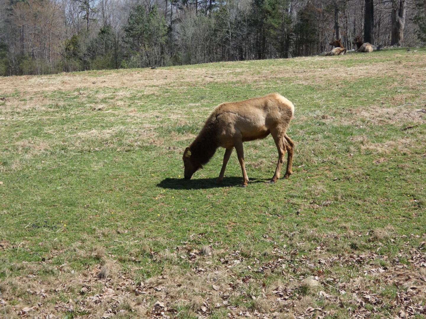 American Elk at the North Carolina Zoo