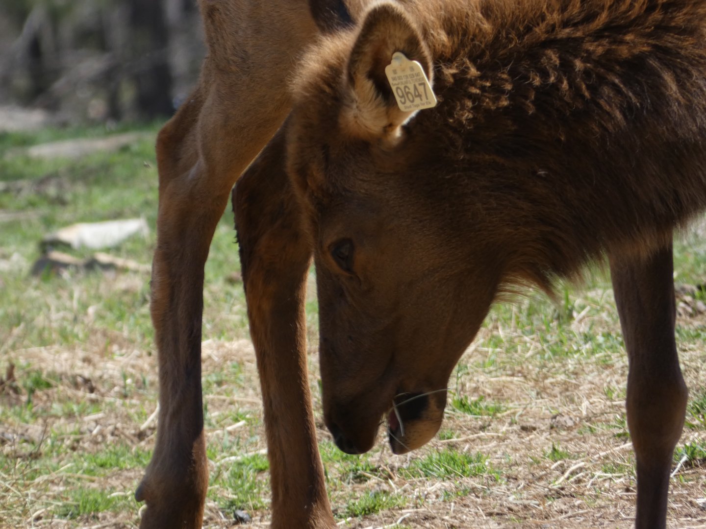 American Elk at the North Carolina Zoo