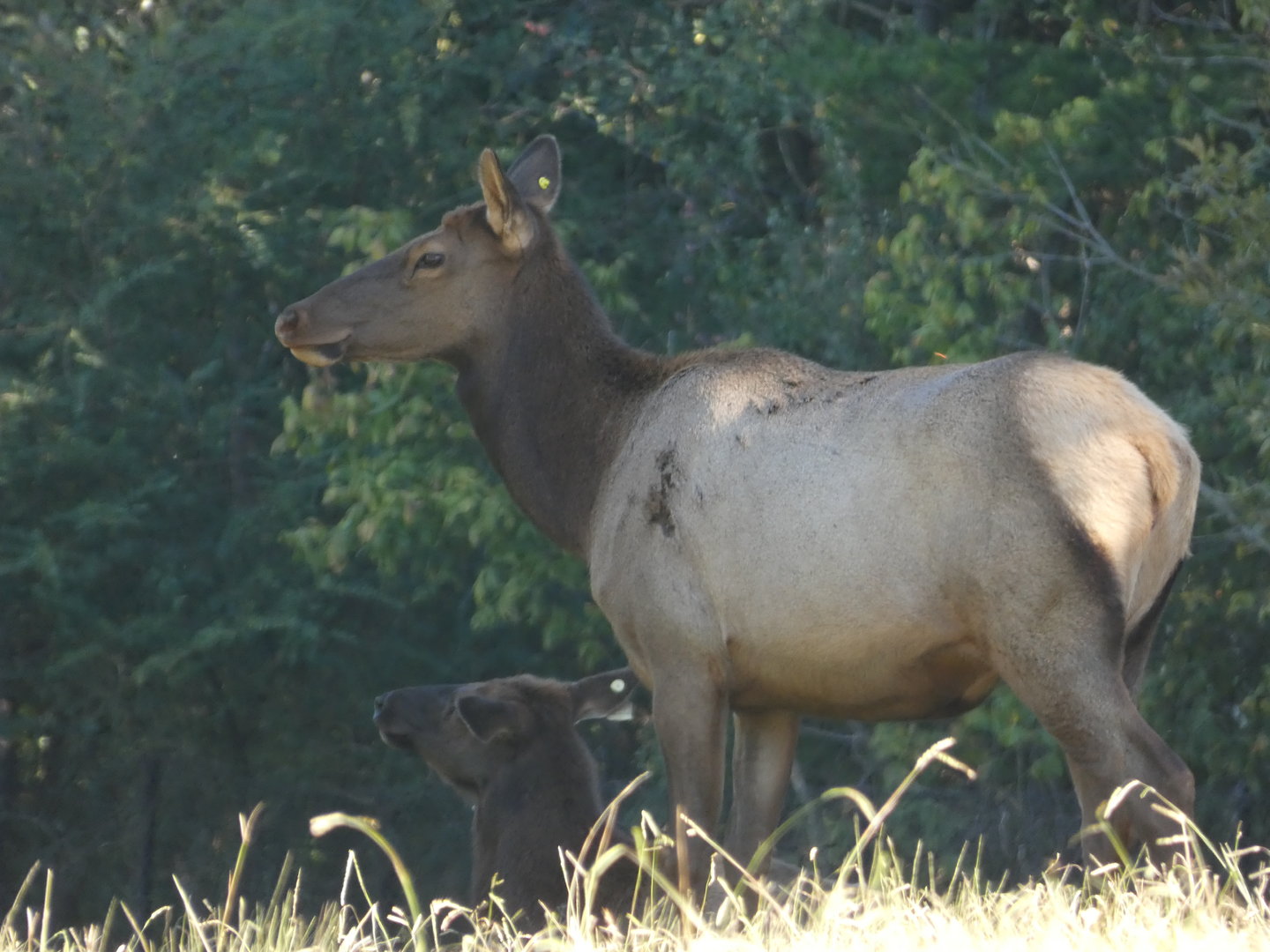 American Elk at the North Carolina Zoo