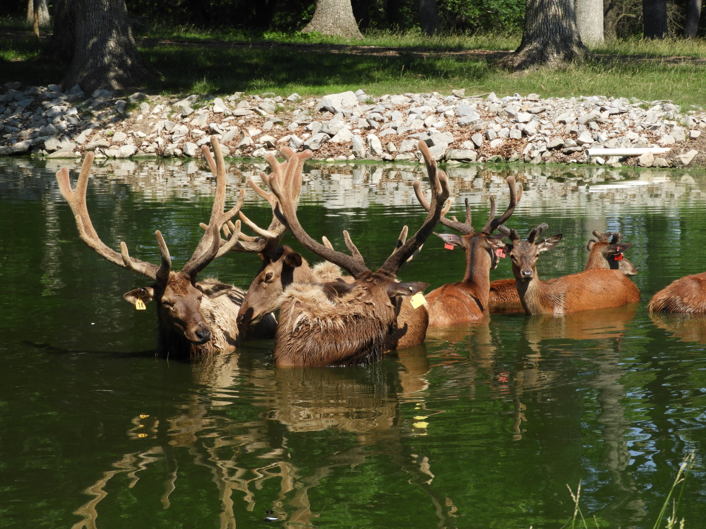American Elk (Cervus canadensis) and Red Deer (Cervus elaphus)