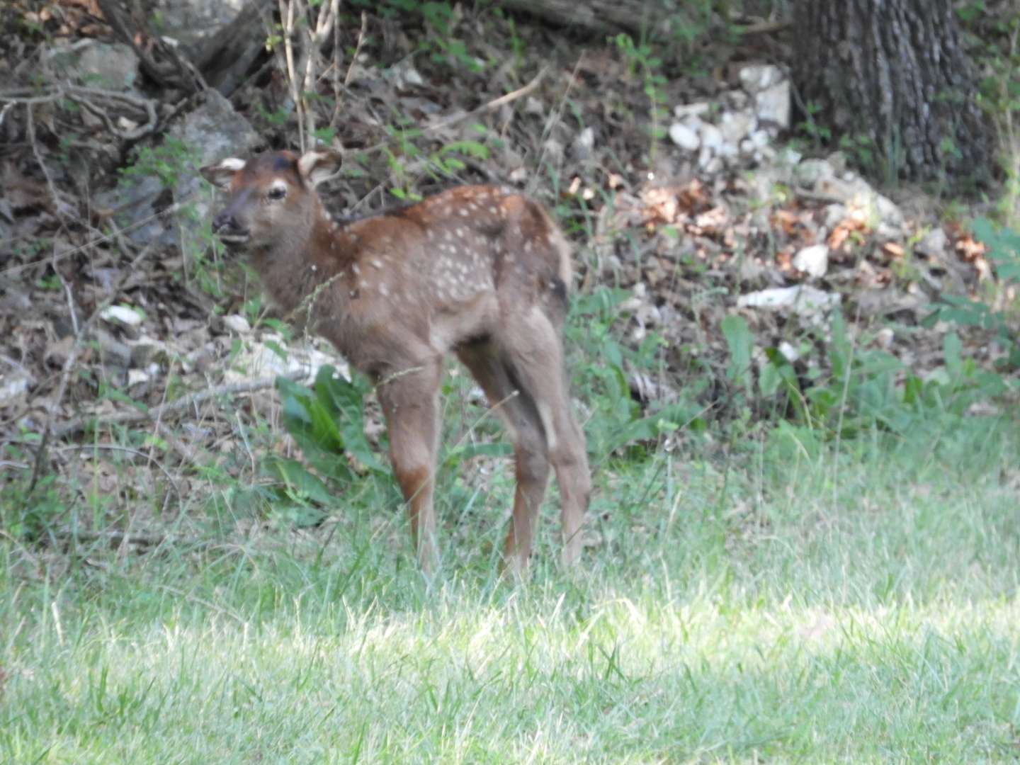 American Elk (Cervus canadensis) calf