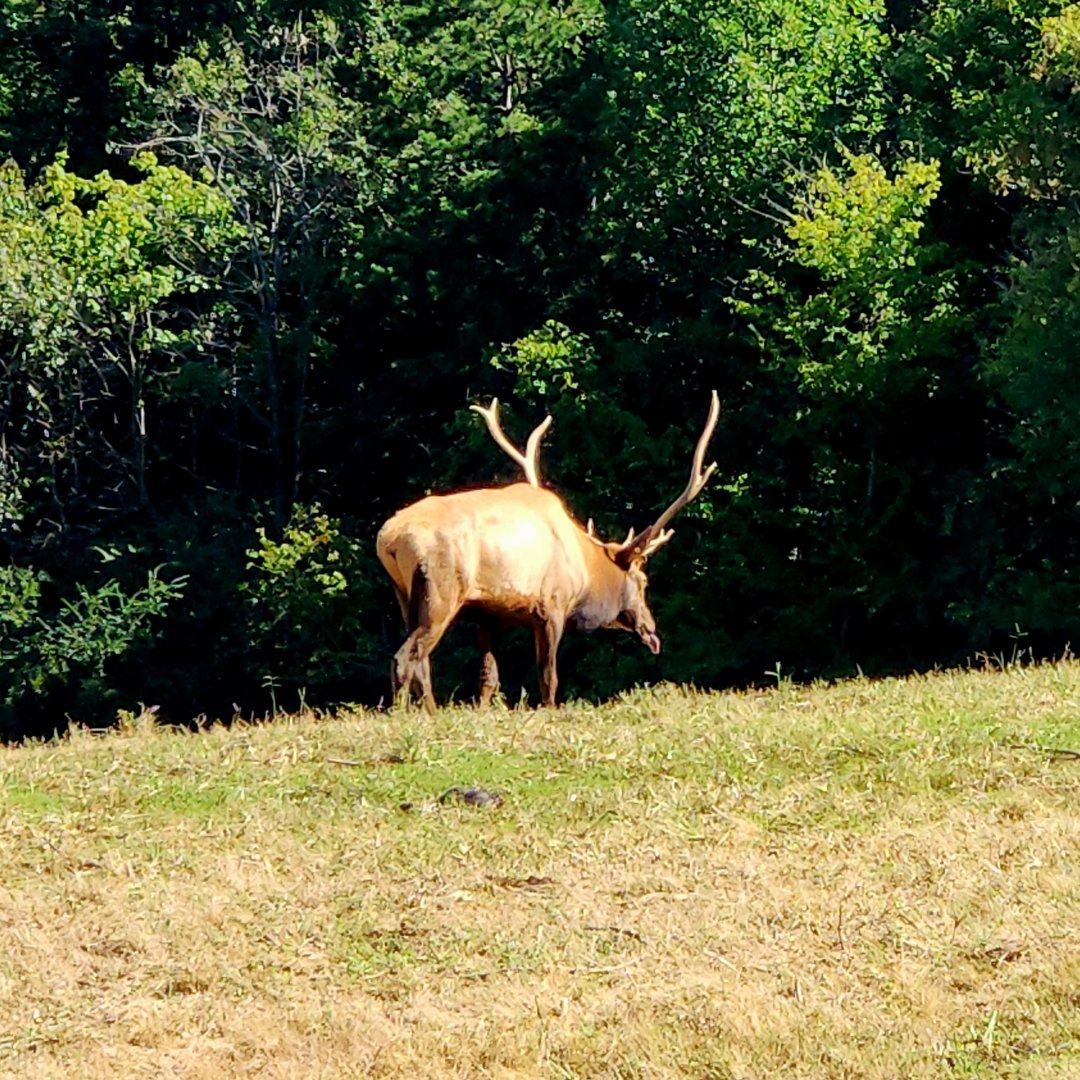 American Elk (Cervus canadensis canadensis)
