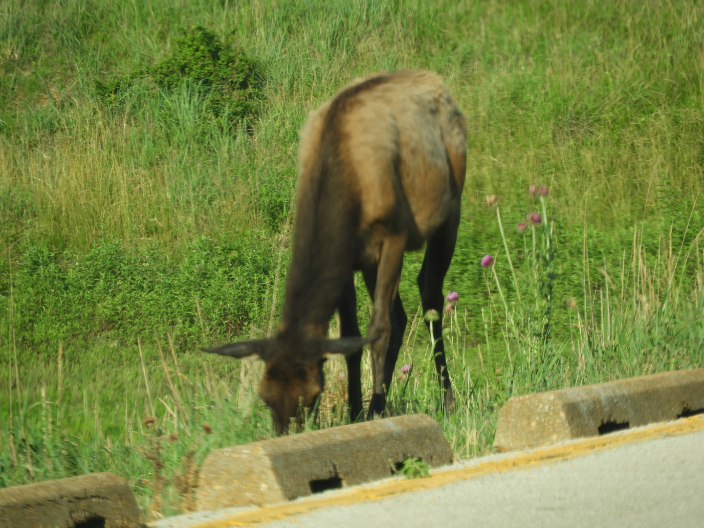 American Elk (Cervus canadensis)