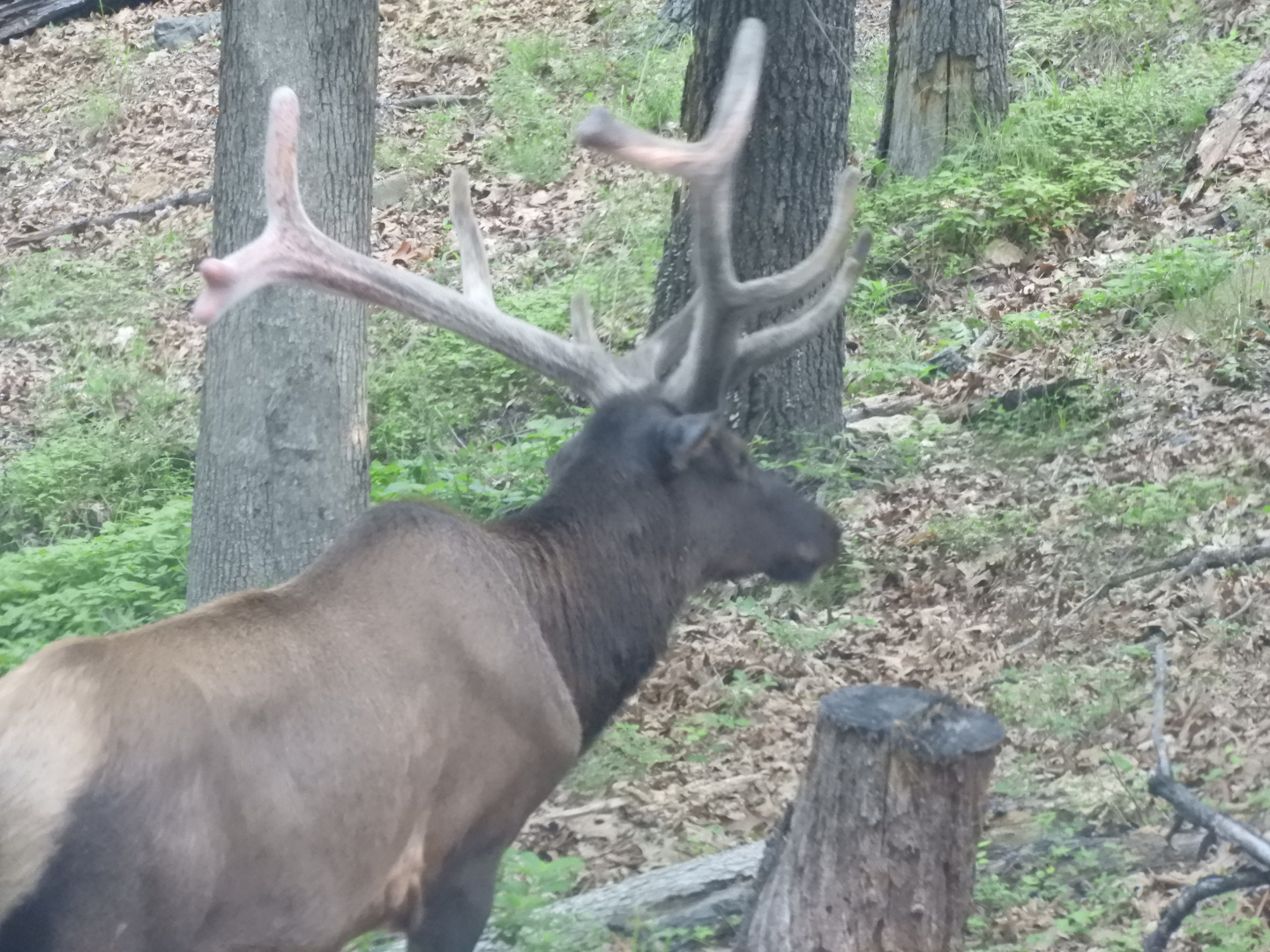 American Elk (Cervus canadensis)