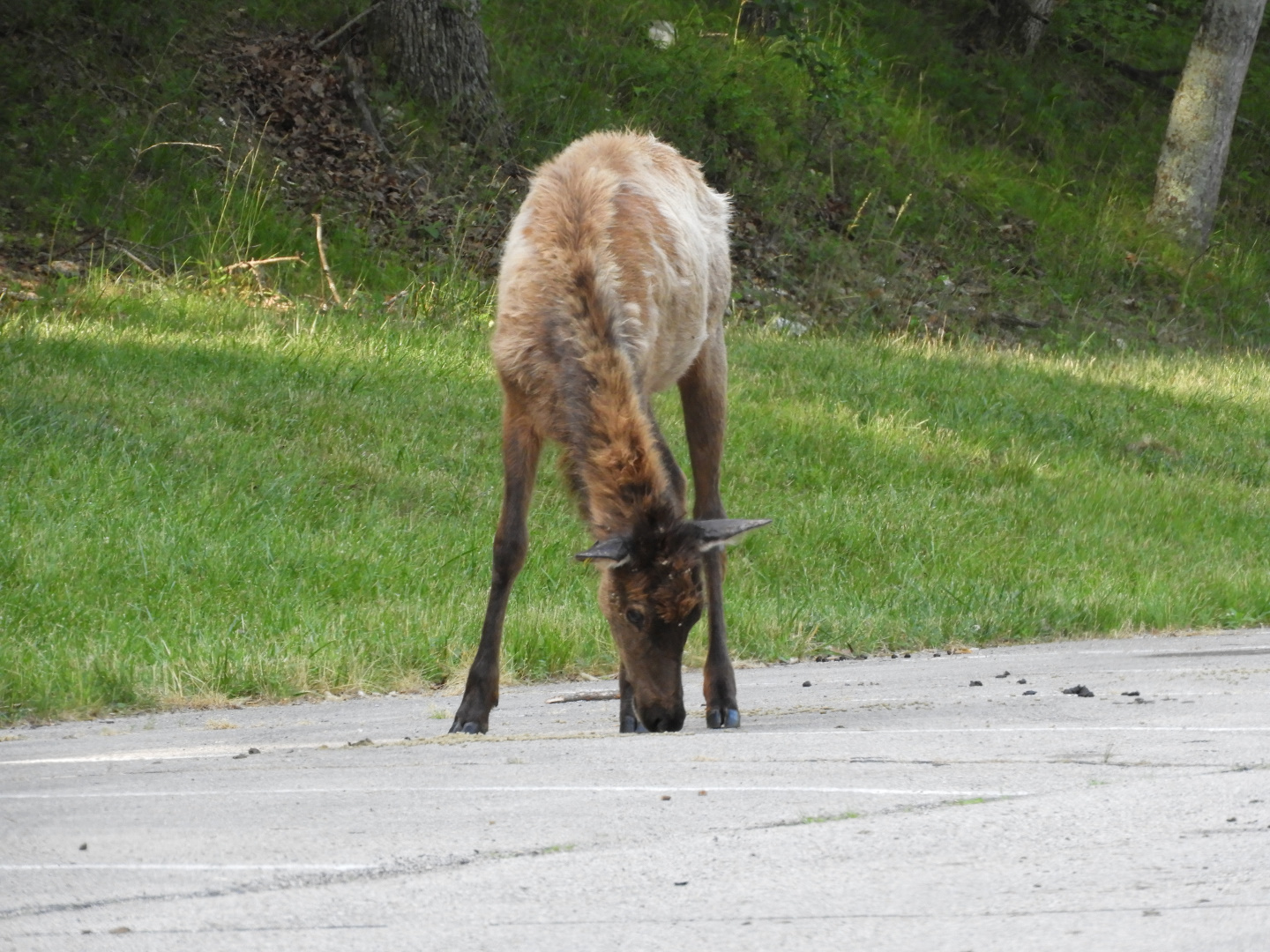 American Elk (Cervus canadensis)