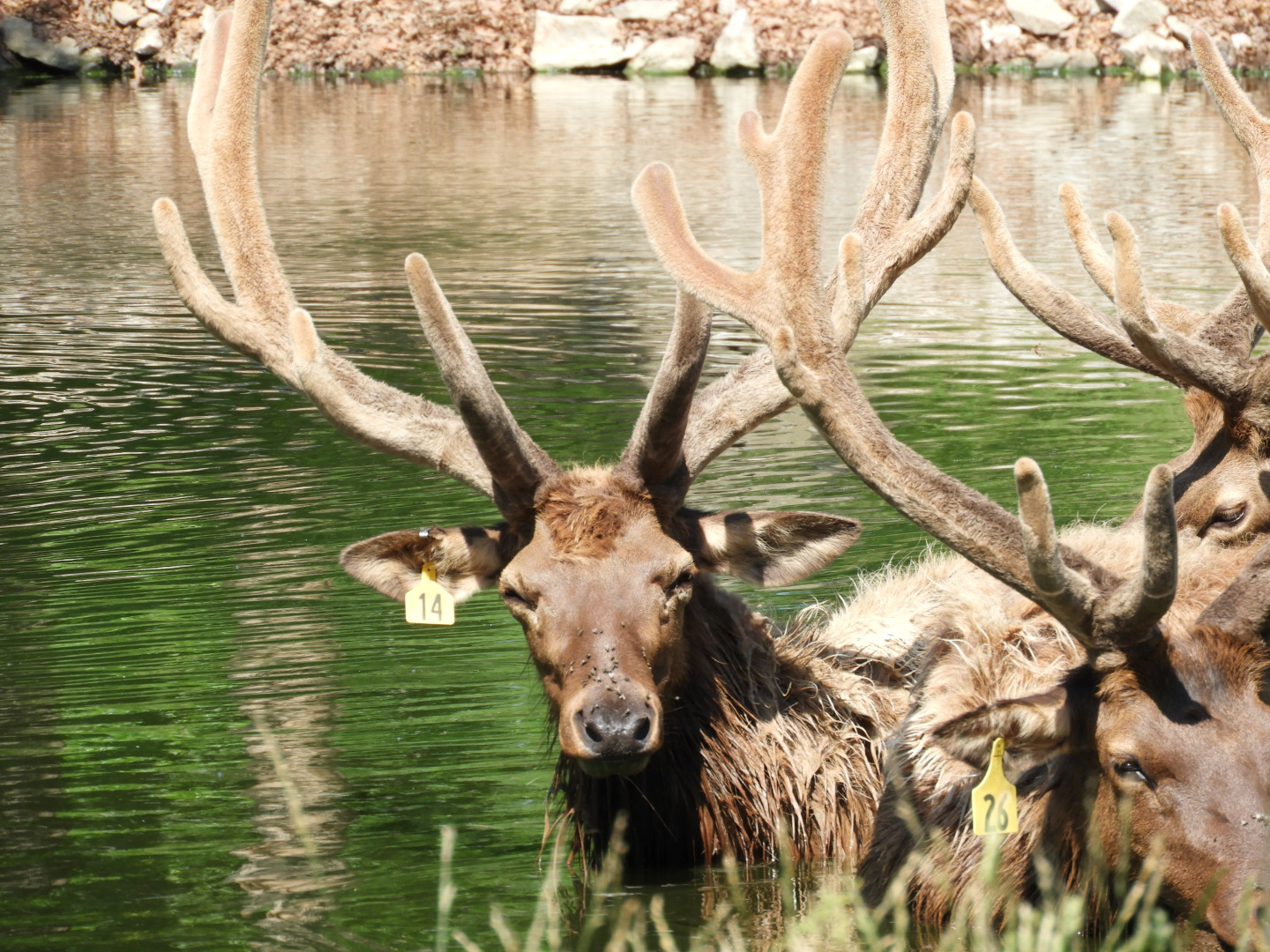 American Elk (Cervus canadensis)