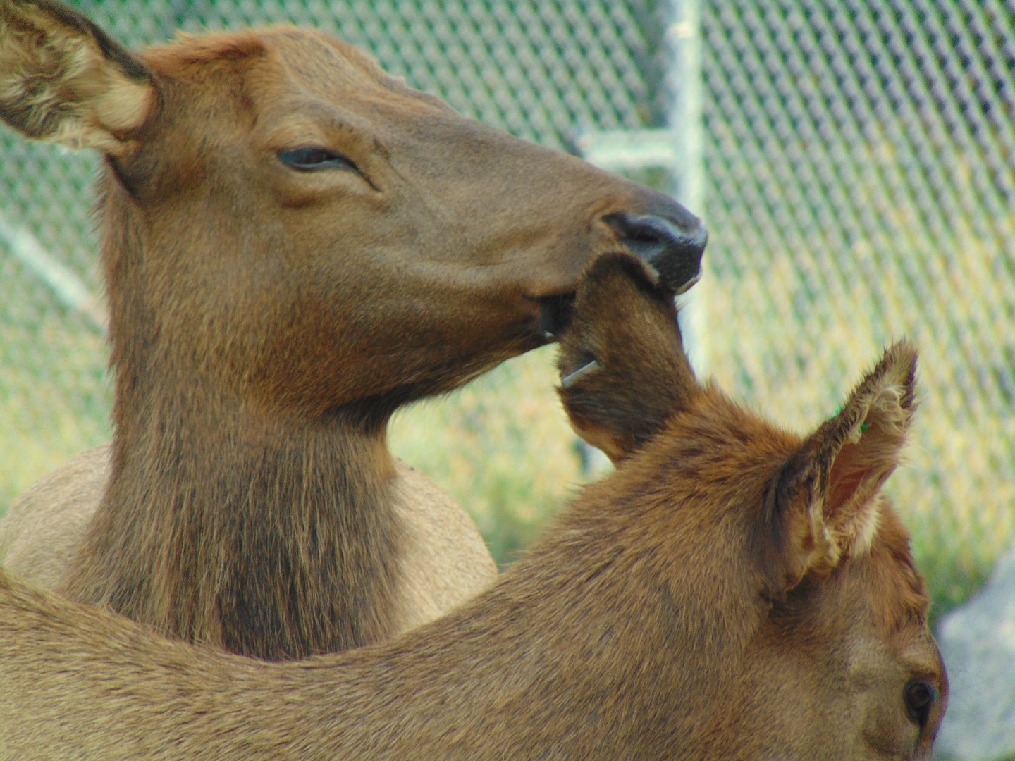American Elk (Cervus canadensis)