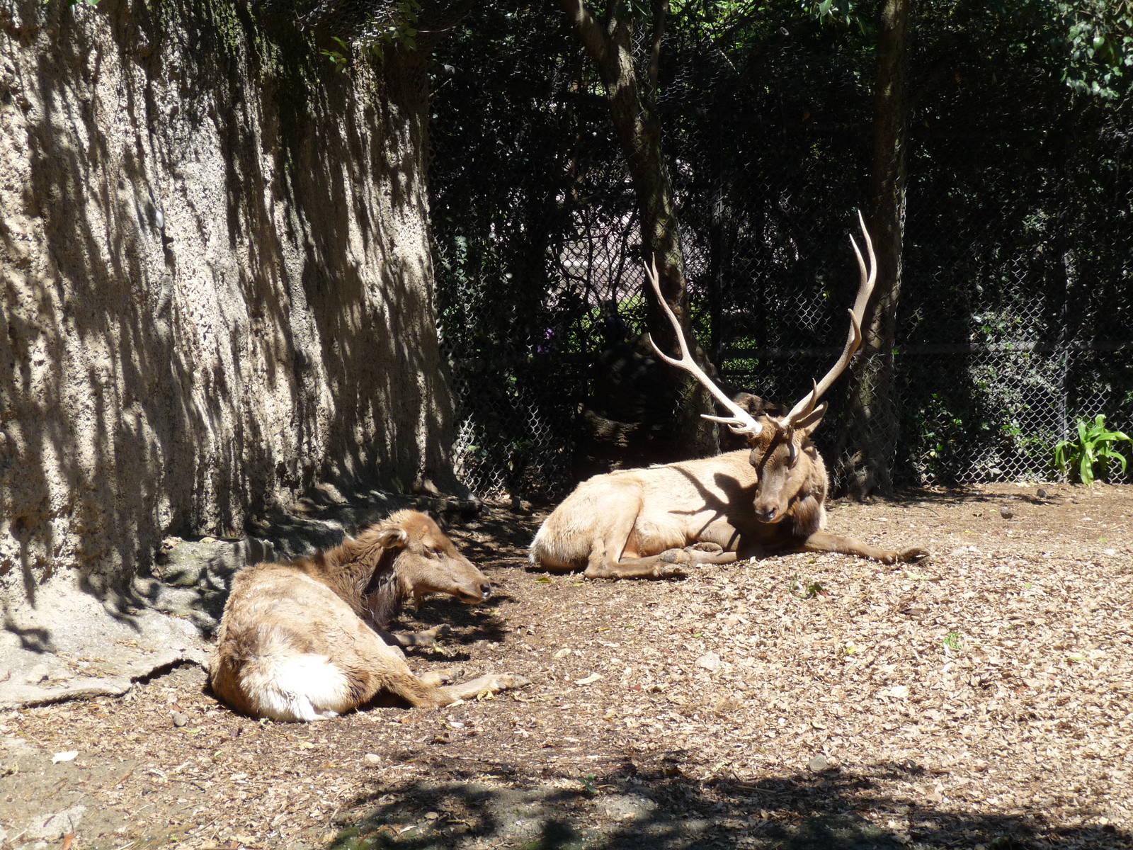 american elk chapultepec zoo