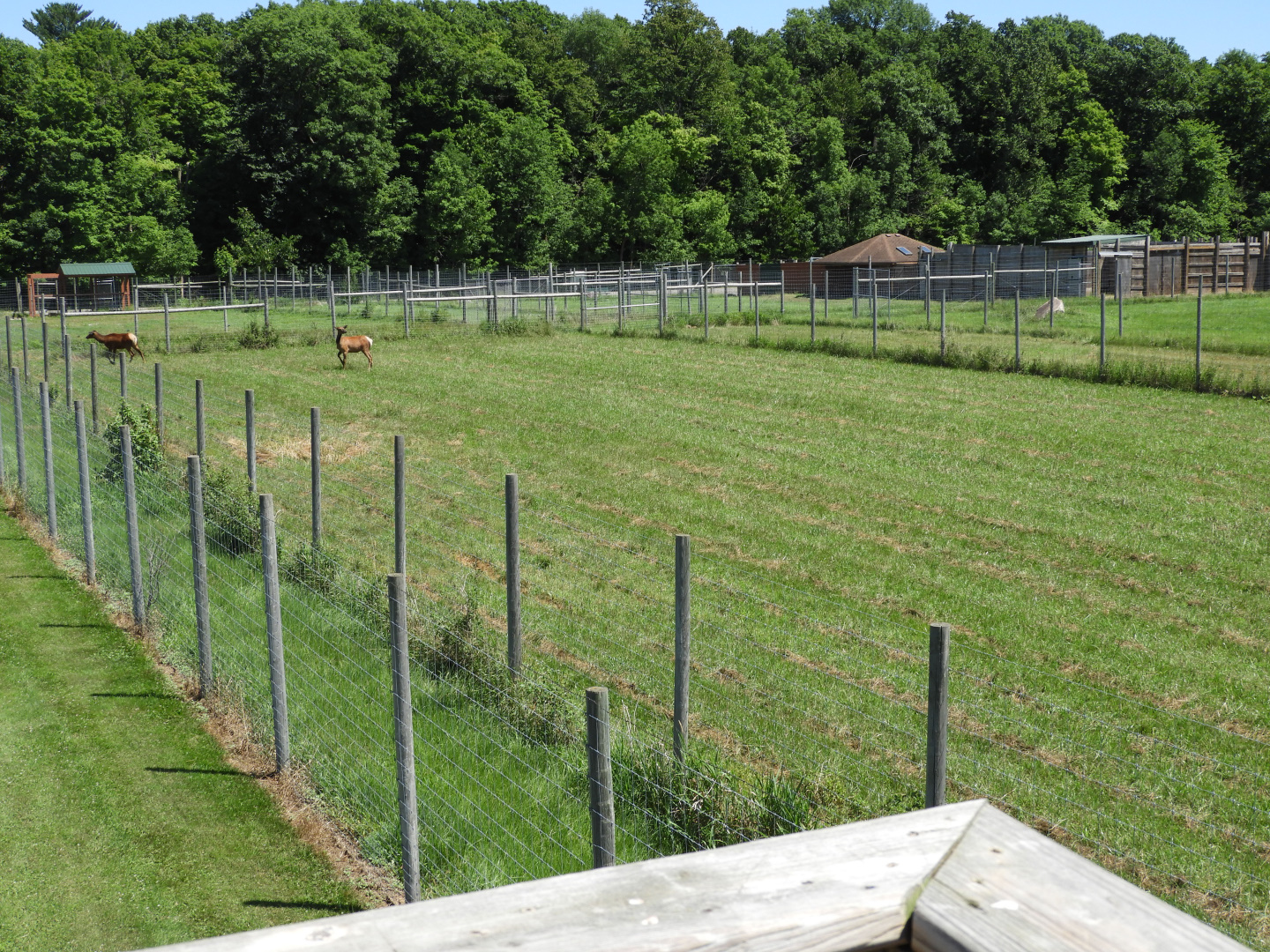 American Elk exhibit #1 (fourth fourth) - Zoo Drive - Wildwood Zoo