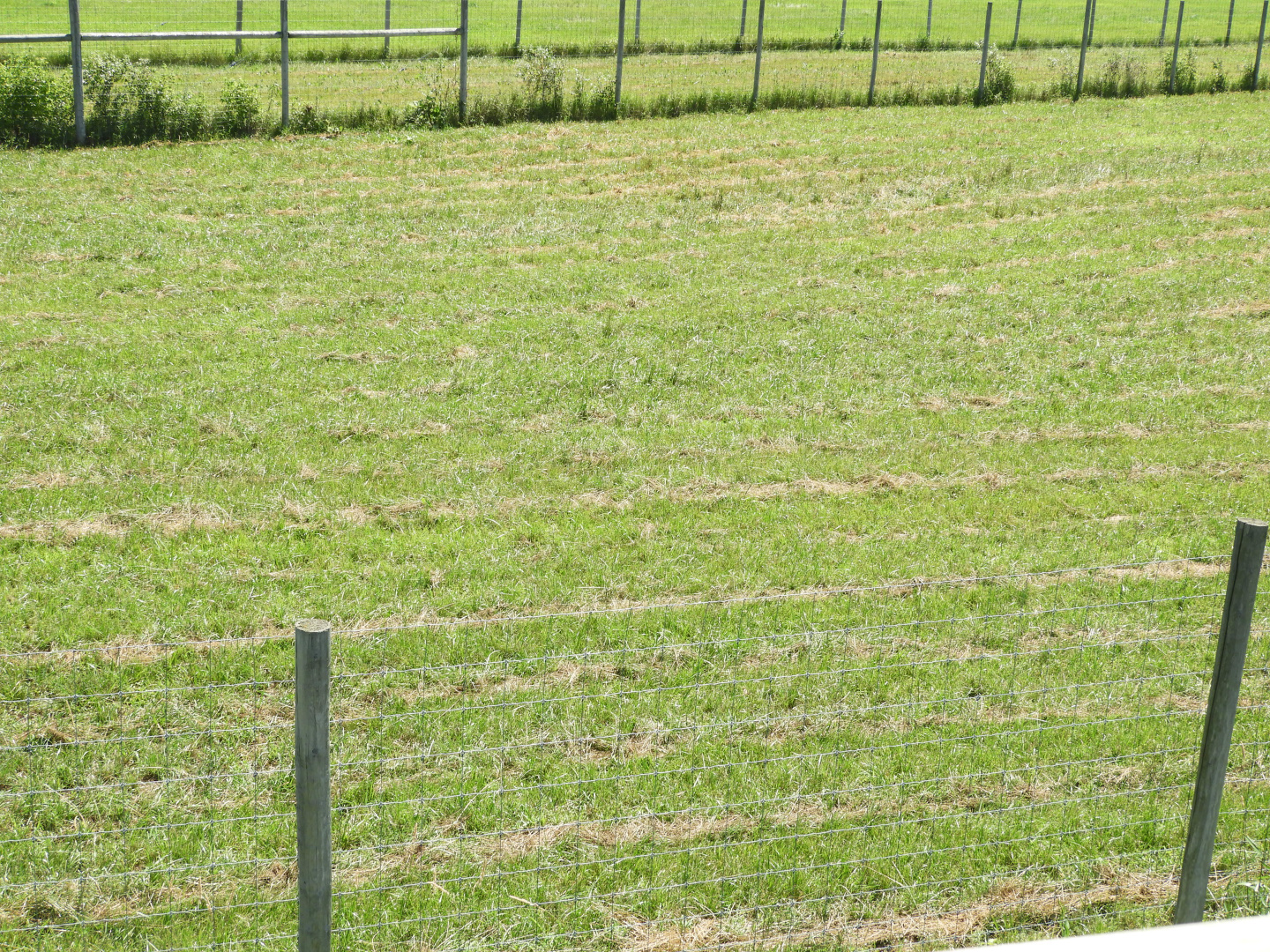 American Elk exhibit #1 (second fourth) - Zoo Drive - Wildwood Zoo
