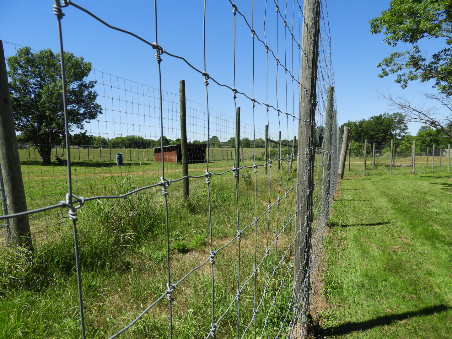 American Elk exhibit #2 (first half) - Zoo Drive - Wildwood Zoo