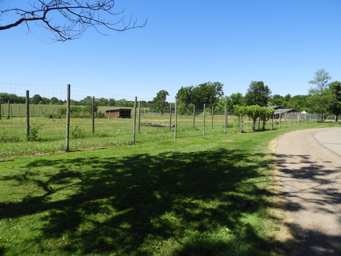 American Elk exhibit #2 (second half) - Zoo Drive - Wildwood Zoo