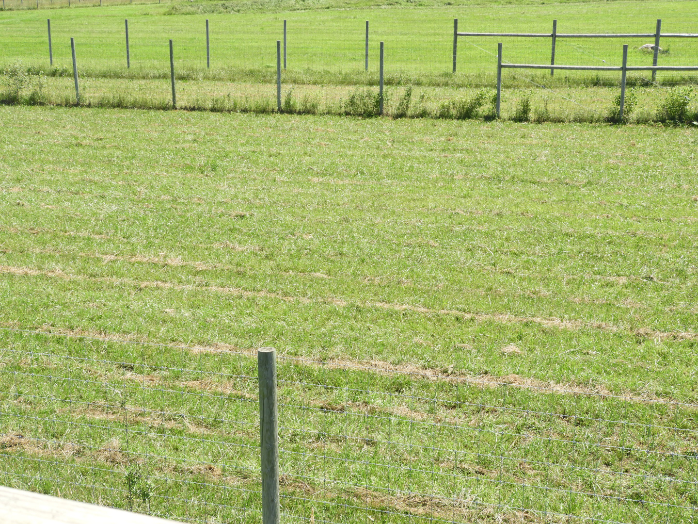 American Elk exhibit (third fourth) - Zoo Drive - Wildwood Zoo