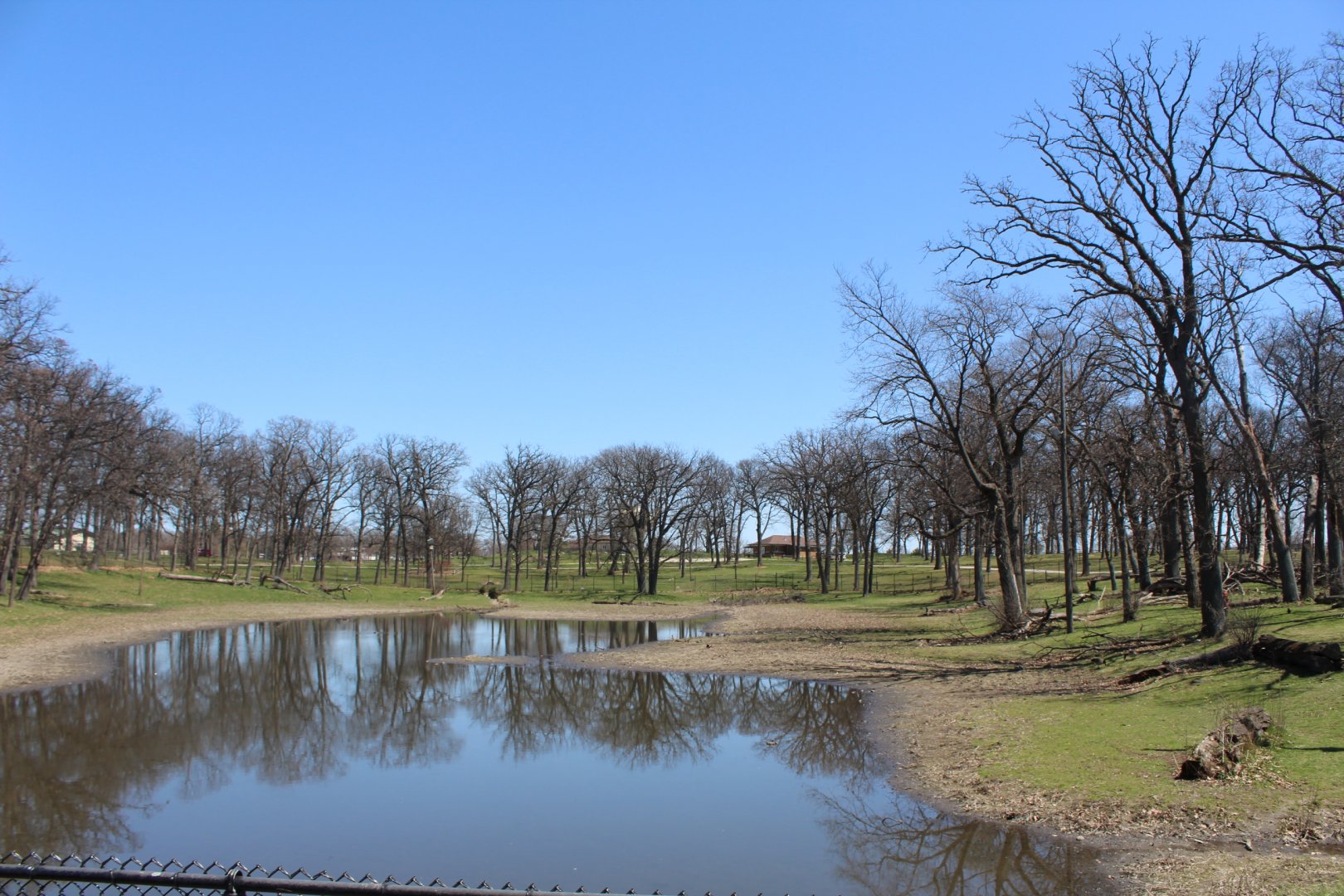 American Elk Exhibit