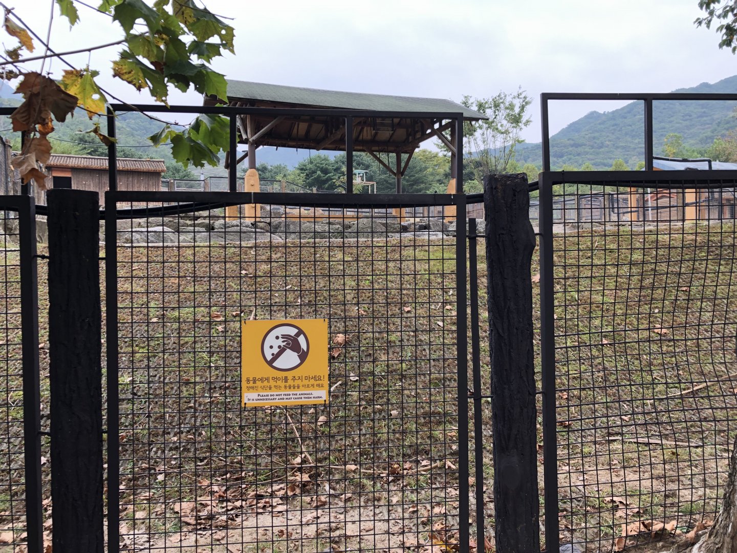 American Elk Exhibit