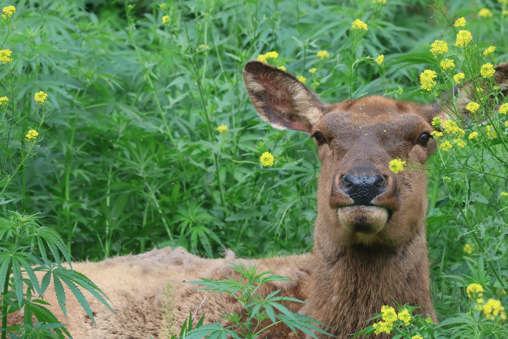 American Elk in flowers