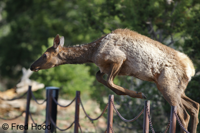American elk jumping fence