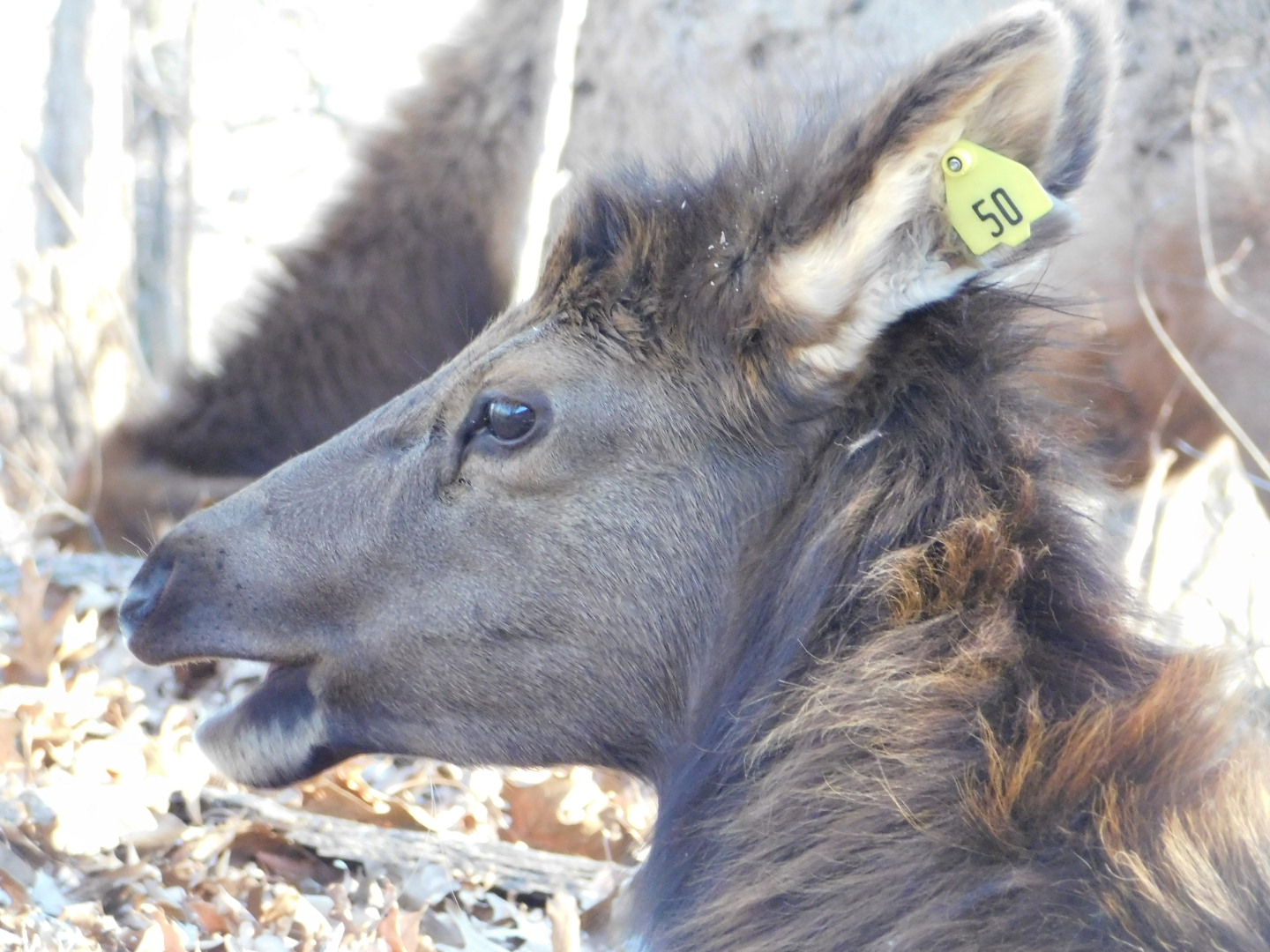 American Elk - Lone Elk County Park February 2022