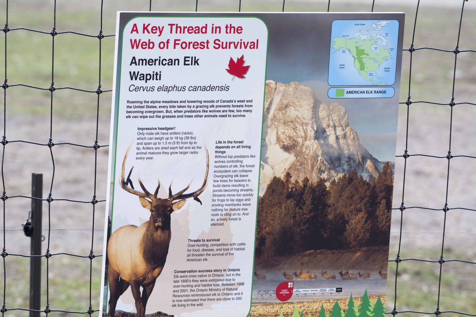 American Elk Signage