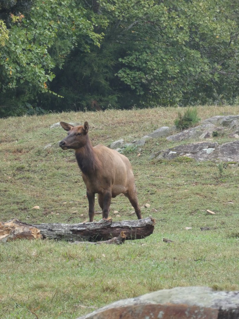 American Elk (Wapiti)