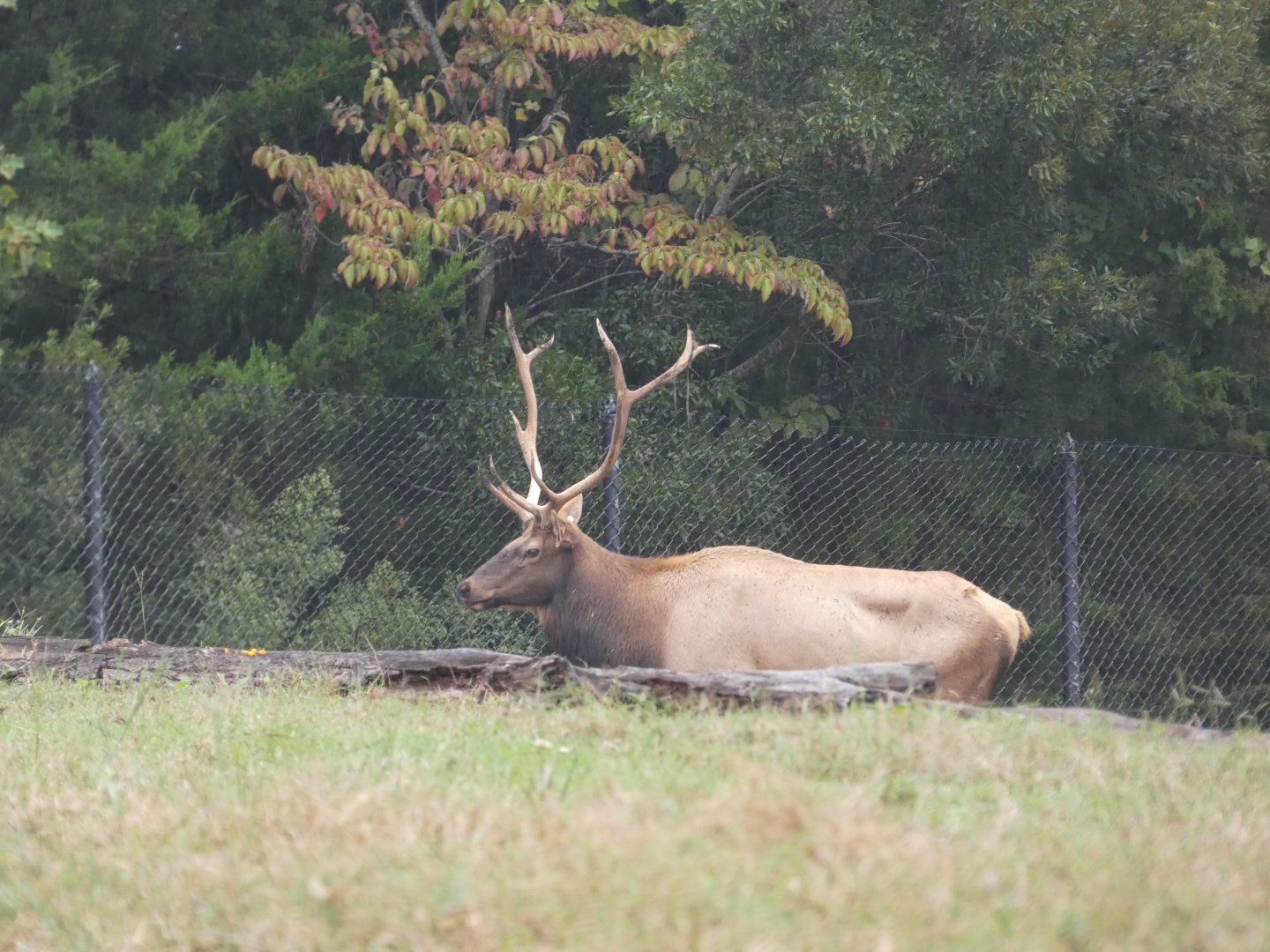 American Elk (Wapiti)