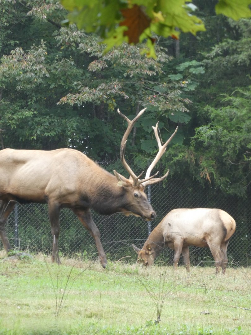 American Elk (Wapiti)