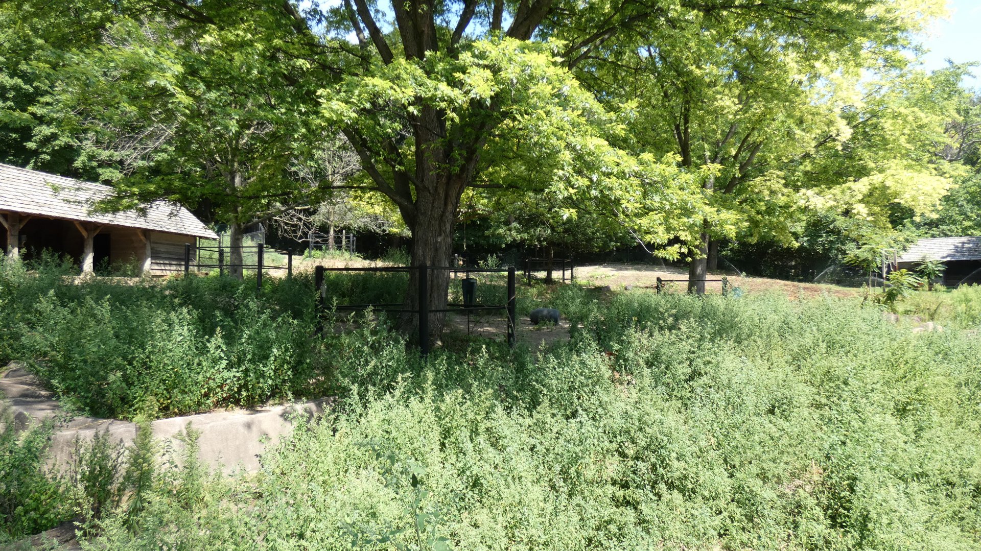 American Elk Yard - Aug. 2021