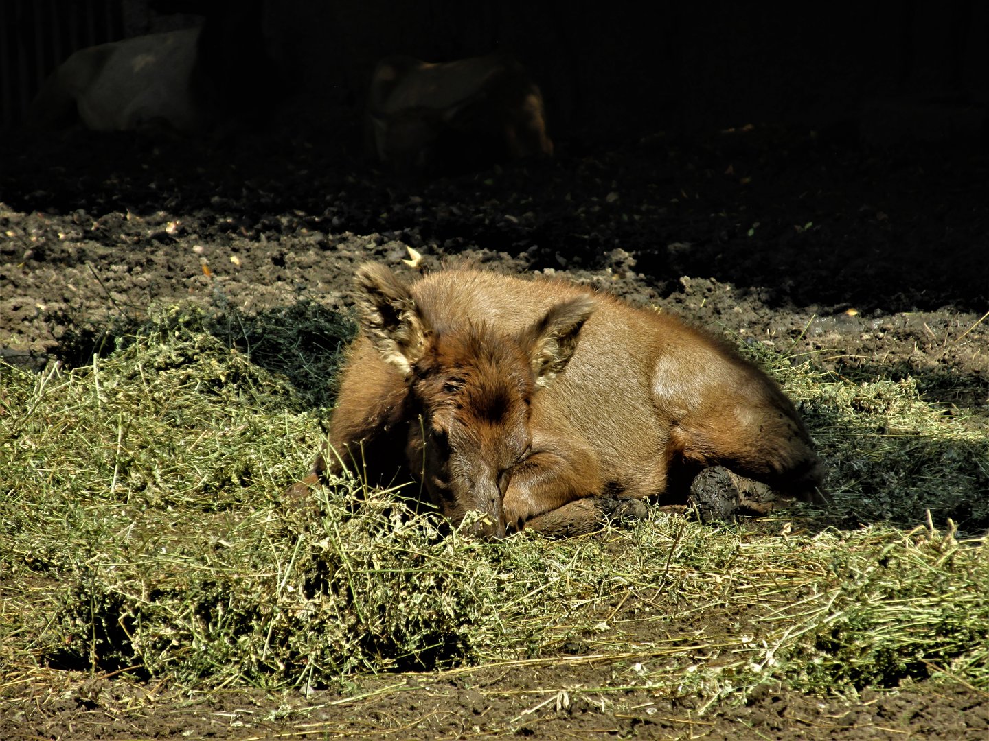 american elk young