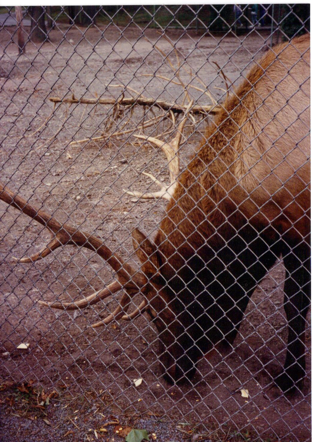 American Elk
