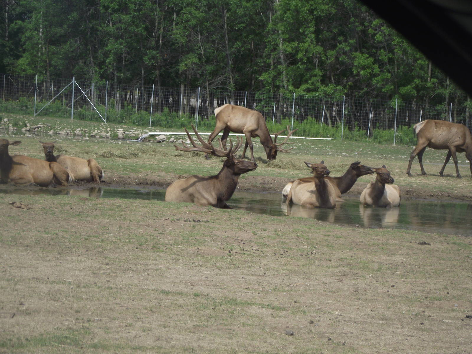 American Elk
