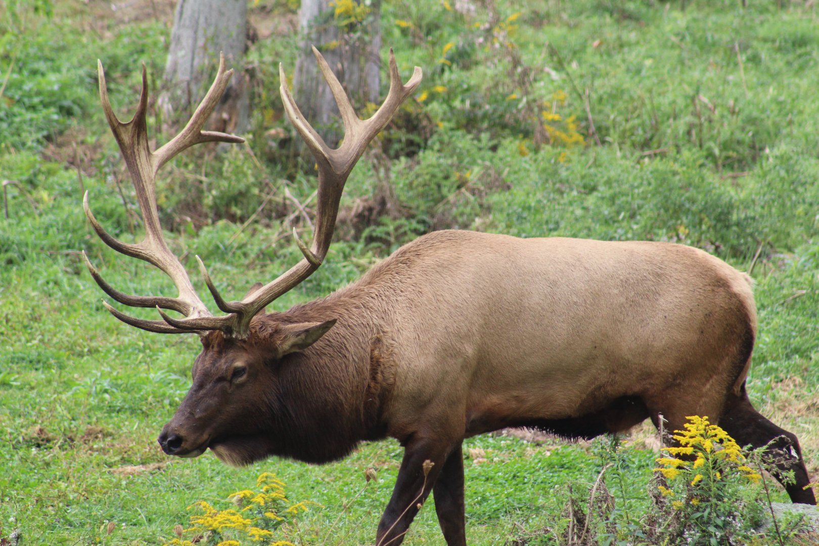 American Elk