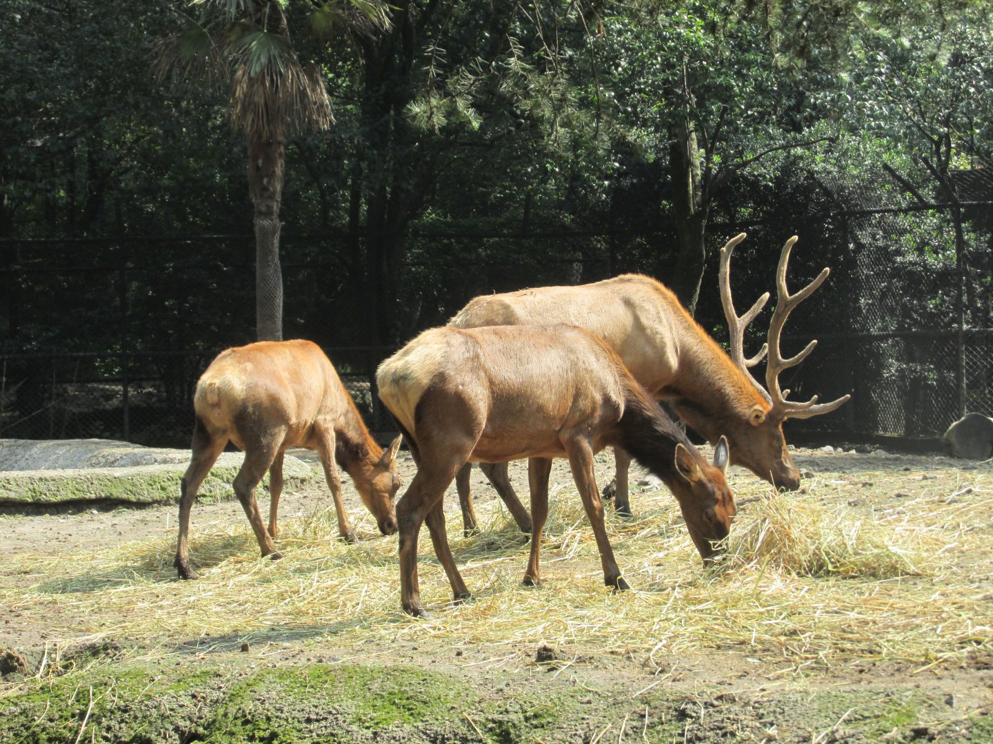 american elk