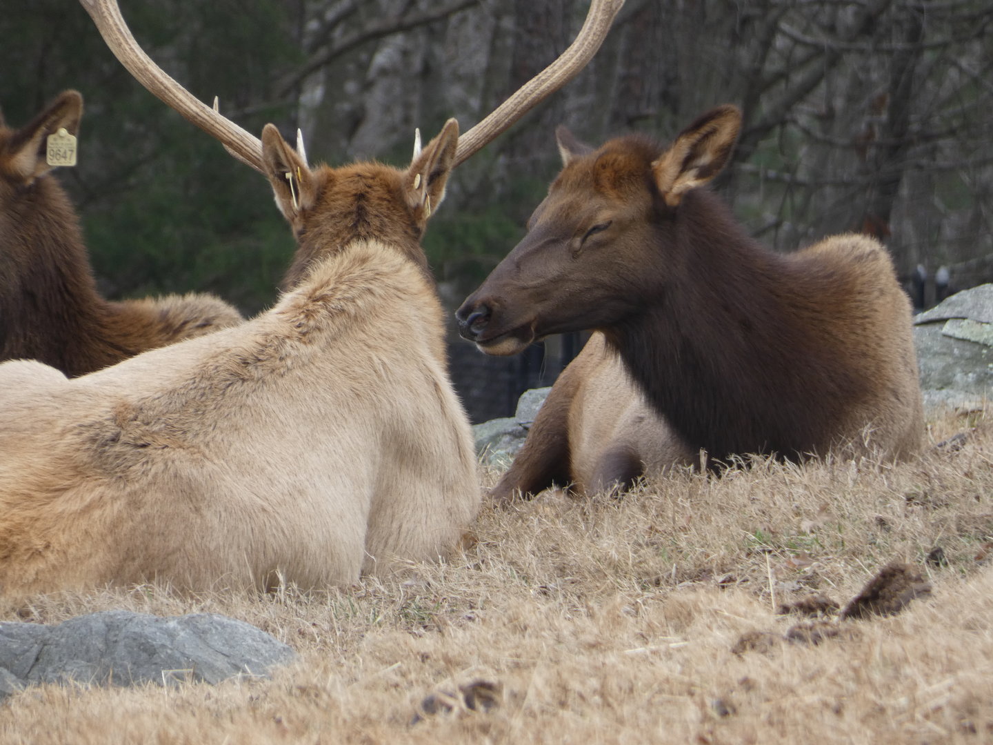 American Elk