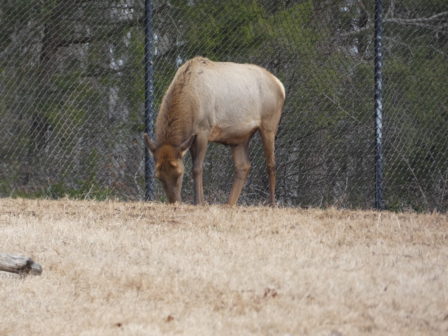 American Elk