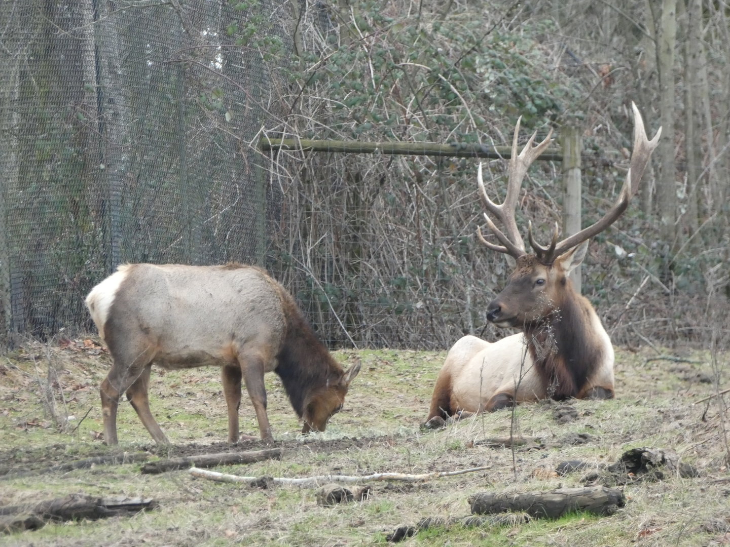 American elk
