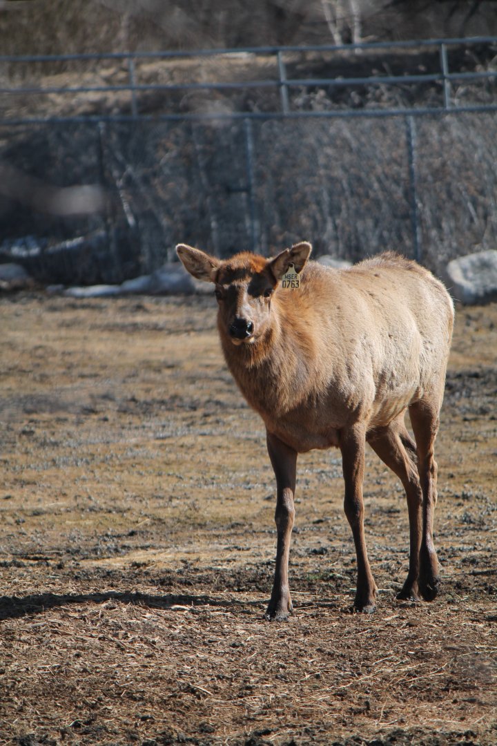 American Elk